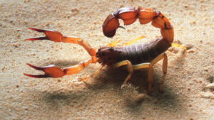 escorpiao