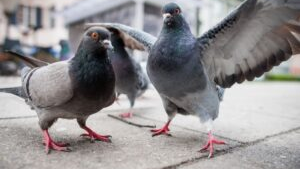 pombos